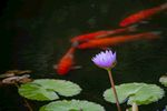 莲花与鱼