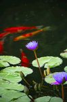 莲花