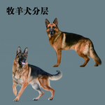 警犬