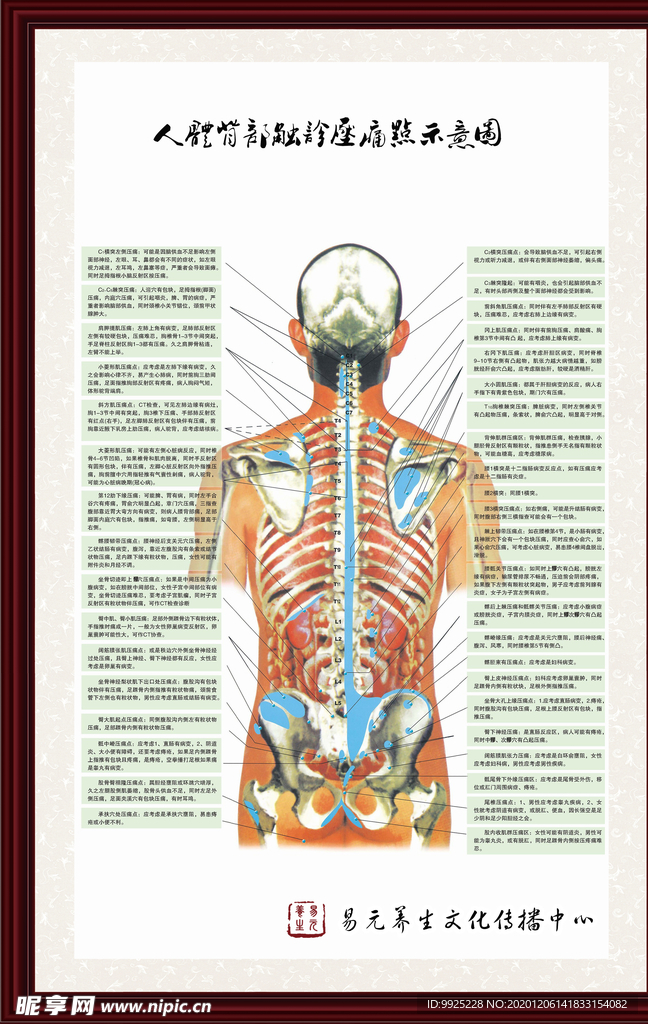 中医触诊压痛点挂图（背部）