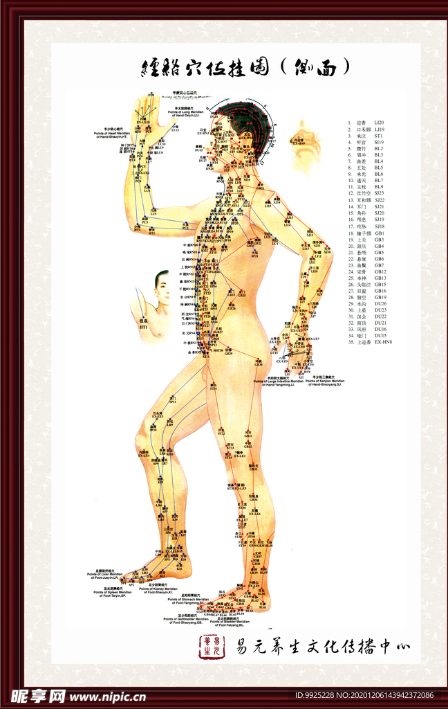 中医经络高清挂图（侧面）