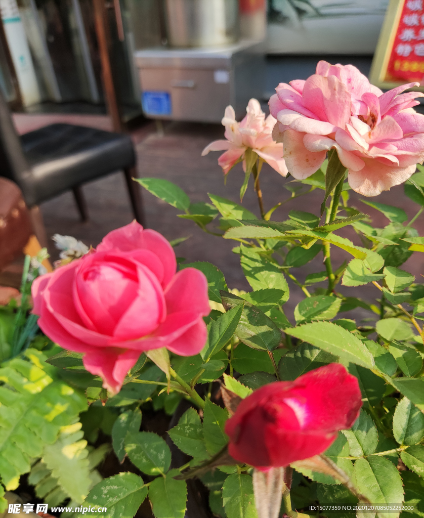月季花·