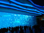 海鱼