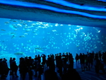 海鱼