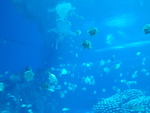 海鱼