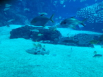 海鱼