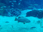 海鱼