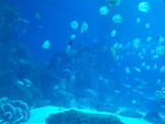 海鱼
