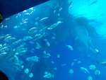 海鱼