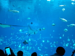 海鱼