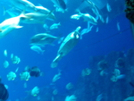 海鱼
