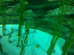 海草