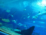 海鱼