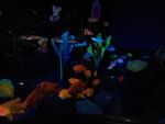 海鱼