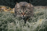 家猫