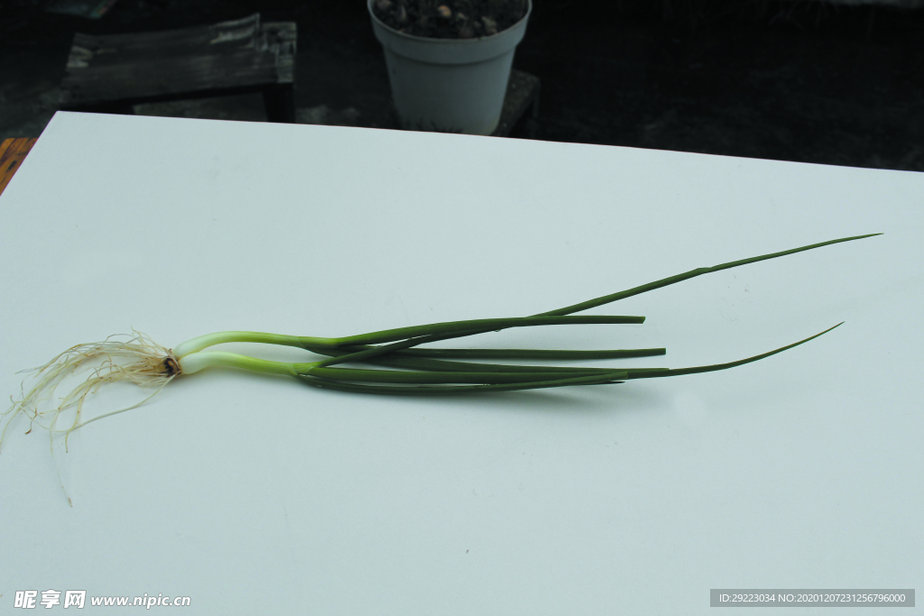 蔬菜 香葱
