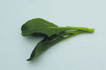 蔬菜    菜苔