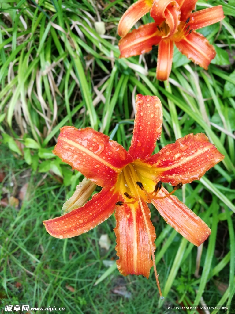 雨后花朵