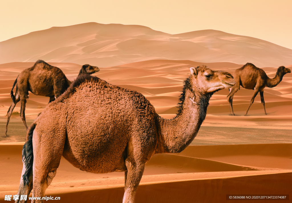 沙漠骆驼群特效摄影装饰墙体背景