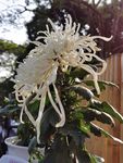 白色烫头菊花