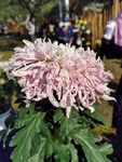 粉色烫头菊花