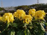 菊花盆栽