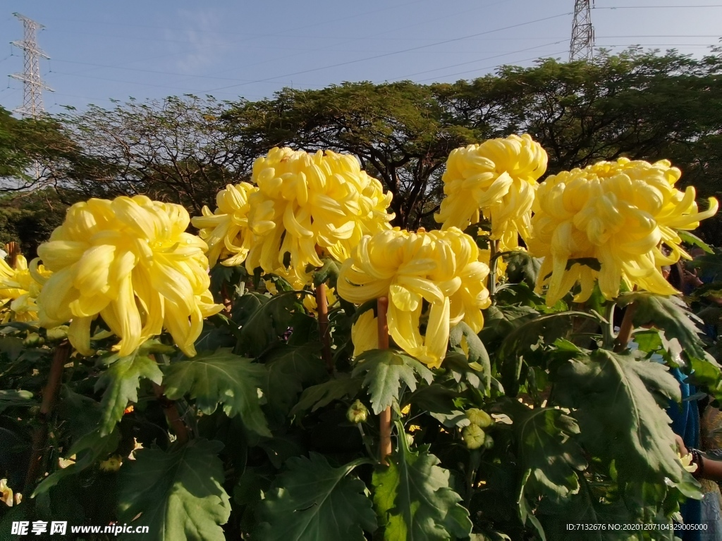 菊花盆栽