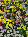 五颜六色的菊花