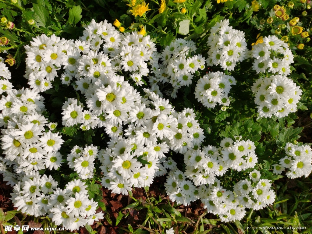 白色菊花