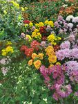 菊花展