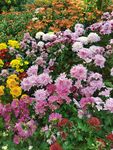 各种菊花品种