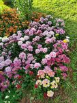 粉色菊花