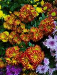 橙色菊花