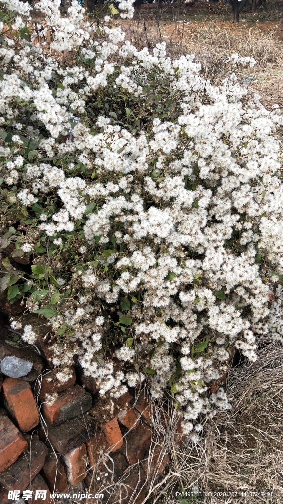 白色小花