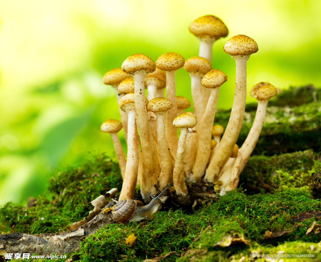 蘑菇蜂蜜琼脂森林里