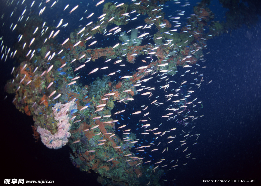 海底世界游弋的鱼群