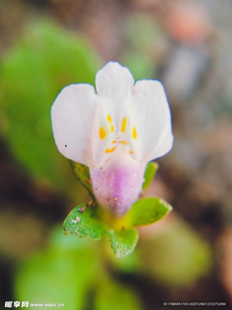 花卉