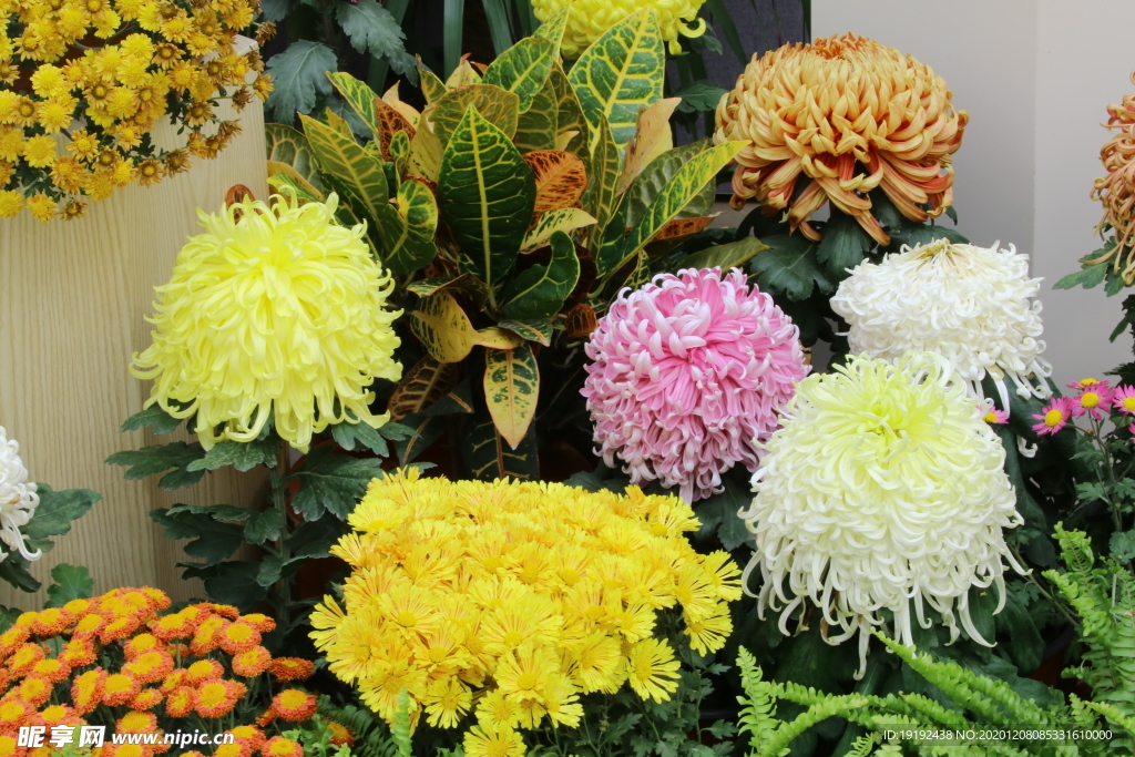 菊花