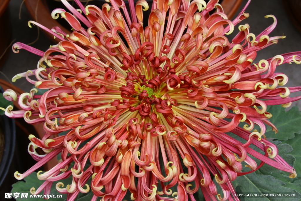 菊花