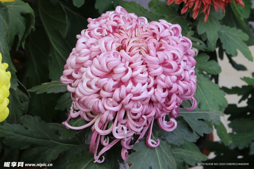菊花