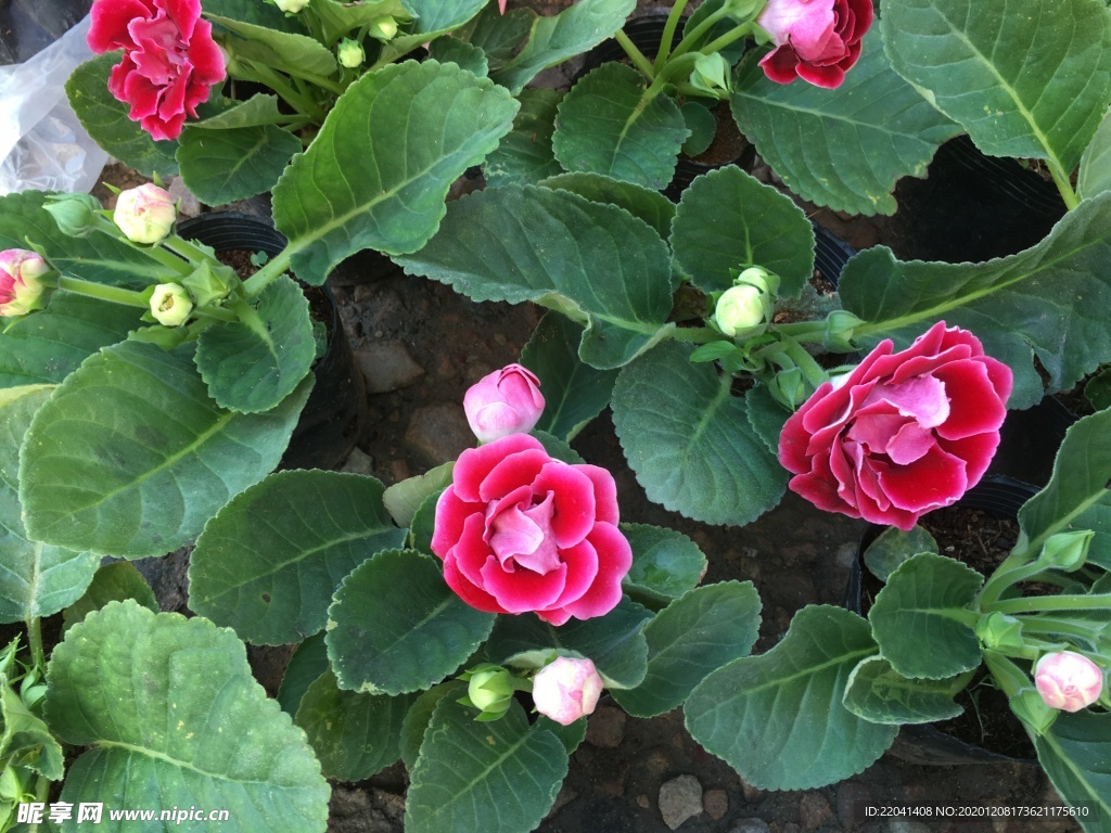花草