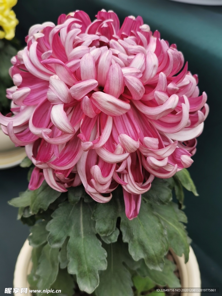 菊科花卉
