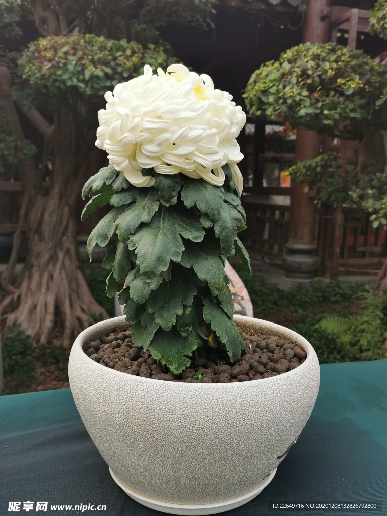 菊花展
