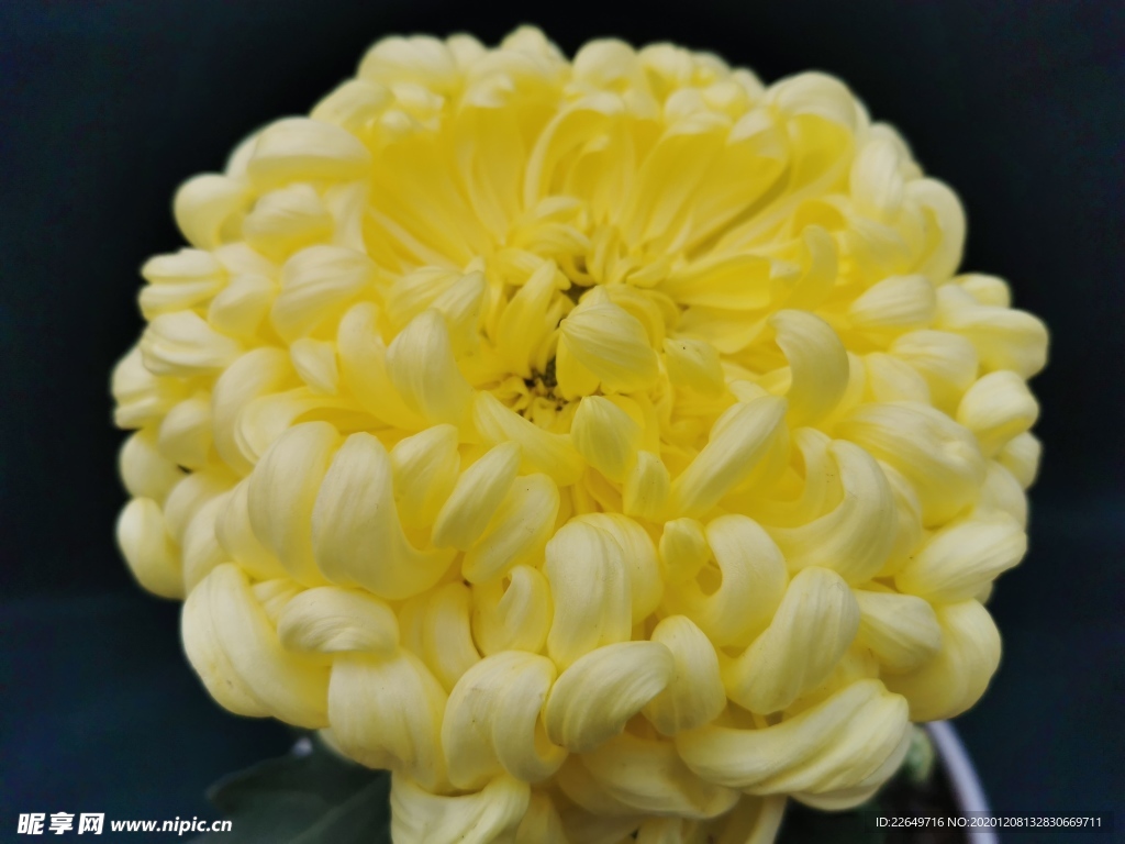 菊花展