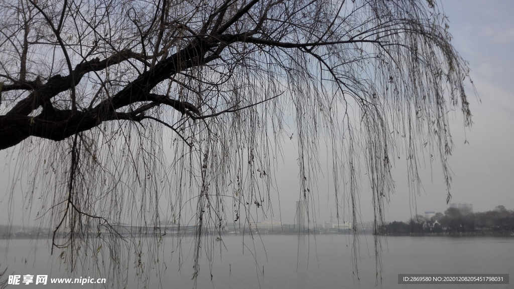 玄武湖 湖边