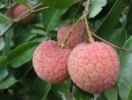 荔枝