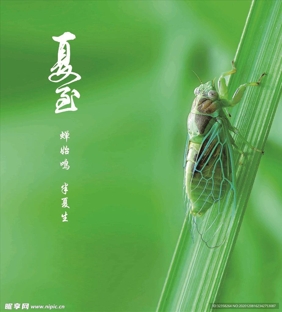夏蝉节气
