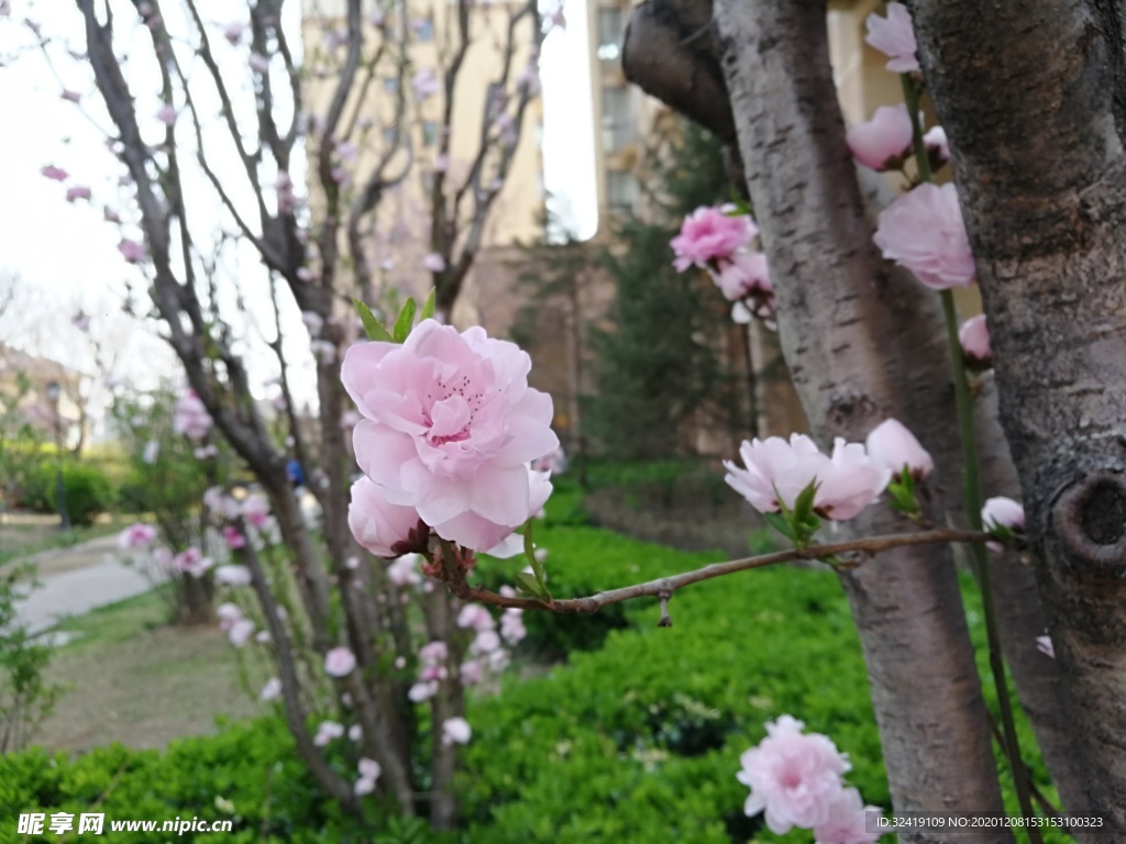 桃花