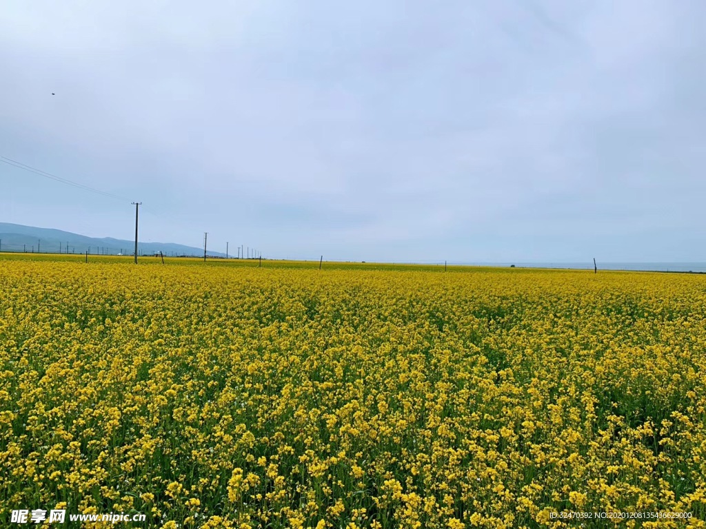 油菜花