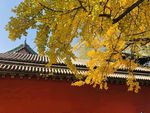 银杏树